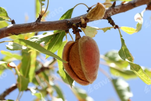 Preview: ripe almonds on the branch