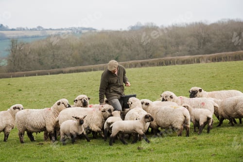 Preview: A farmer in a field feeding a flock of sheep.