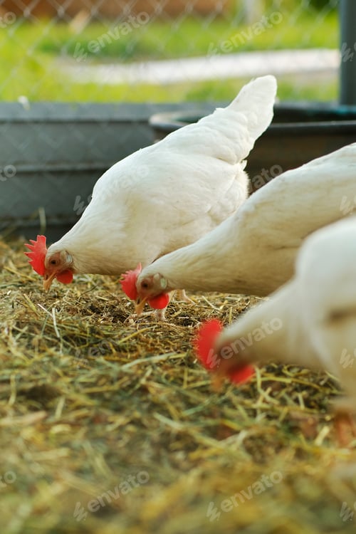 Preview: Chicken coop for poultry. White hens walks among behind a net in a wooden coop. Raising poultry