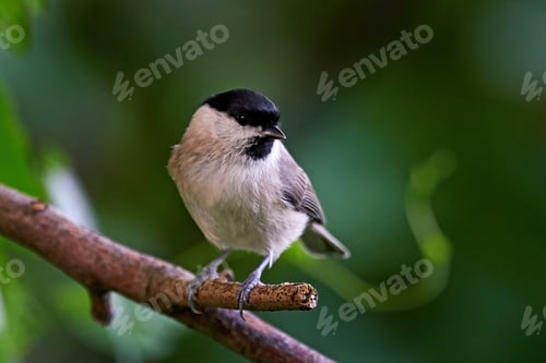 Preview: Marsh tit (Poecile palustris)