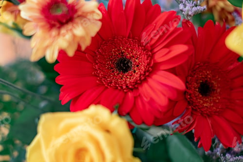 Preview: Valentine's Day Women's Day birthday holiday party. Close up cropped photo of bouquet of flowers