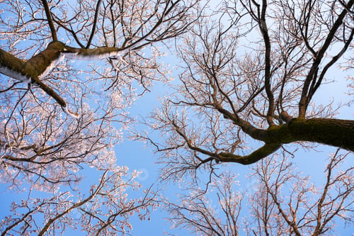 Preview: Bottom view on a f winter snowy trees in the blue sky