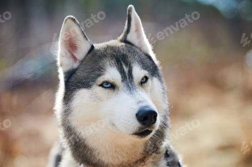 Preview: Siberian Husky dog portrait with blue eyes and gray coat color, cute sled dog breed