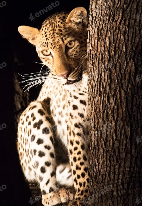 Preview: A Beautiful ZambiaWildlife picture of World