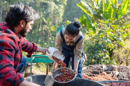 Preview: Farmer using a coffee cherry pulping machine to process beans.