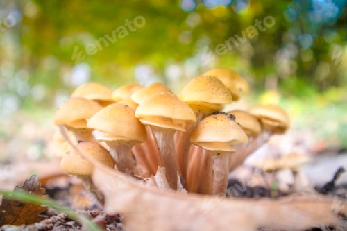 Preview: Varieties of undergrowth mushrooms