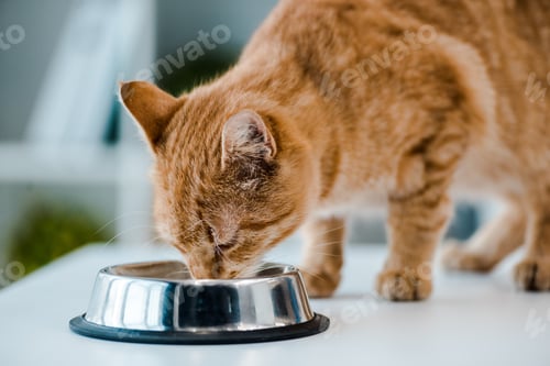 Preview: cute red tabby cat drinking from metal bowl in veterinary clinic