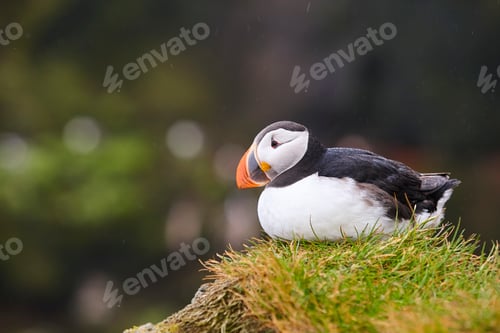 Preview: Puffin on a fjord under the rain. Latrabjarg Peninsula. Iceland