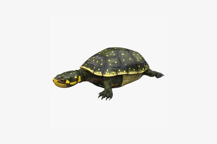 Preview: Small turtle with spotted shell, left-facing profile