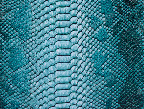 Preview: Snake skin background. Close up.