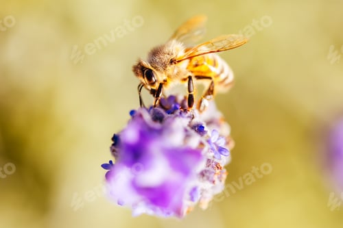 Preview: Bee in Lavender in Australia