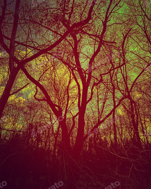 Preview: Edited tree photo
