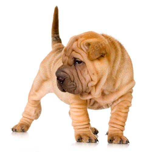 Preview: Sharpei