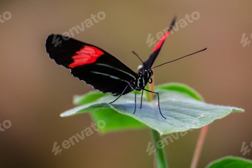 Preview: Beautiful black and red butterfly on a green leaf, nature zoomed, depth of field, beauty in nature