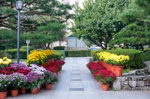 Preview: Colorful flower blooming in ornamental garden on walkway in public park