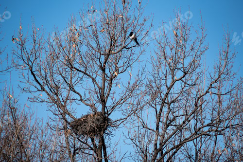 Preview: View of an eurasian magpie bird nesting on a leafless tree against a blue sky on a sunny day
