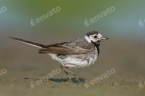 Preview: White wagtail (Motacilla alba)