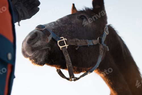 Preview: Horse portrait