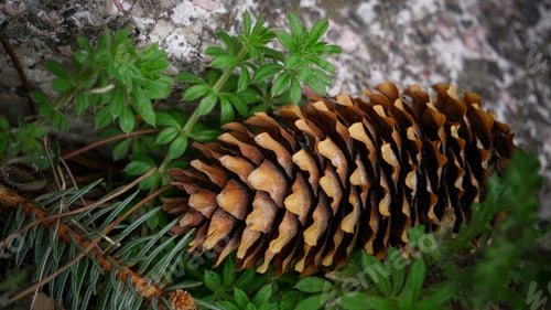 Preview: the pine cone is sitting on top of some grass next to a tree