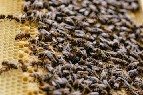 Preview: Closeup of bees on honeycomb