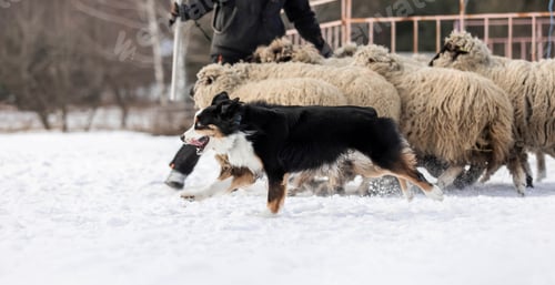 Preview: Australian Shepherd Dog herding a group of sheep. Dog breed's working ability. Working dog