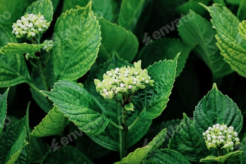 Preview: close up of hydrangea leaves with twilight light. green leaves background