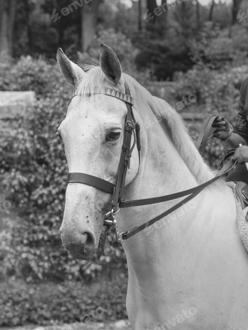 Preview: Horse standing on meadow