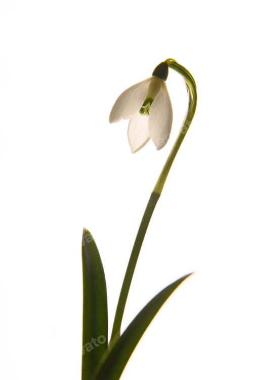 Preview: Fashion photo. White flower, snowdrop. On a white background. Vertically. Isolated. Spring flower.