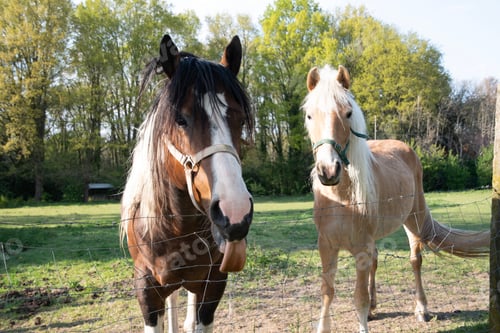 Preview: two horses in the pasture, one horse showed his tongue, animals are joking