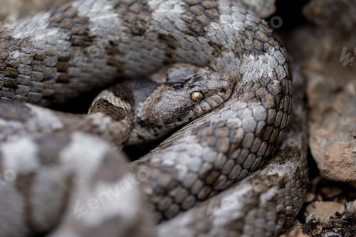 Preview: European Cat snake (Telescopus Fallax) or Soosan Snake, on the island of Malta.