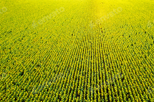 Preview: sunflower field