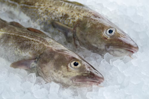 Preview: Pair of fresh raw cod fishes