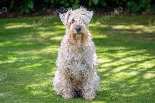 Preview: soft coated wheaten terrier