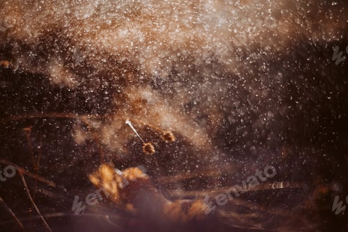 Preview: Long summer dry grass against a sunset. Nature background