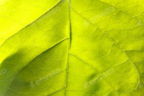 Preview: Monstera leaf close-up image, beautiful green indoor plant.