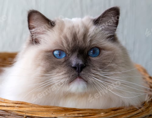 Preview: Cute pet ragdoll cat. Pet animal.
