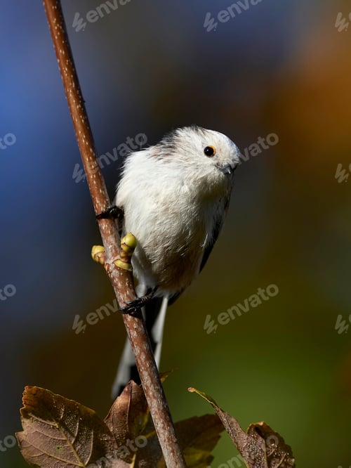 Preview: Long-tailed tit (Aegithalos caudatus)