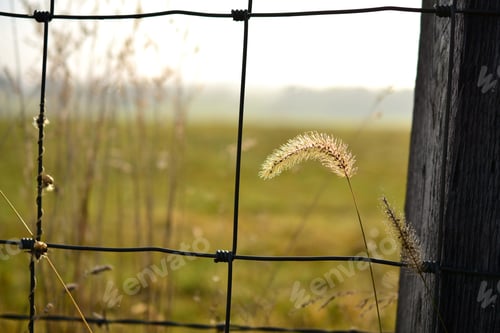 Preview: Grass fluffy next to a fence in the early morning light on a farm
