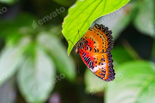Preview: Cethosia Biblis, The Lacewing Biblis Or Red Lacewing Butterfly Sitting On Leaf In Outdoor Garden