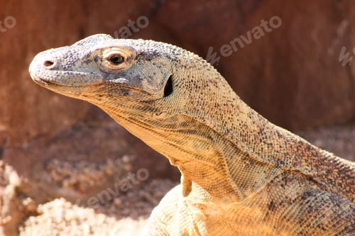 Preview: A very alert Komodo dragon