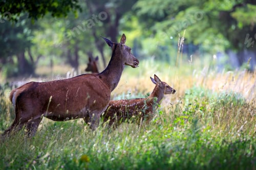 Preview: Mum doe with her fawn in the forest
