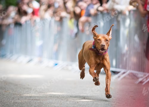 Preview: cute dog running at dog speed race