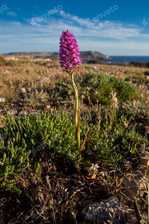 Preview: Pyramidal orchid Anacamptis pyramidalis, Malta