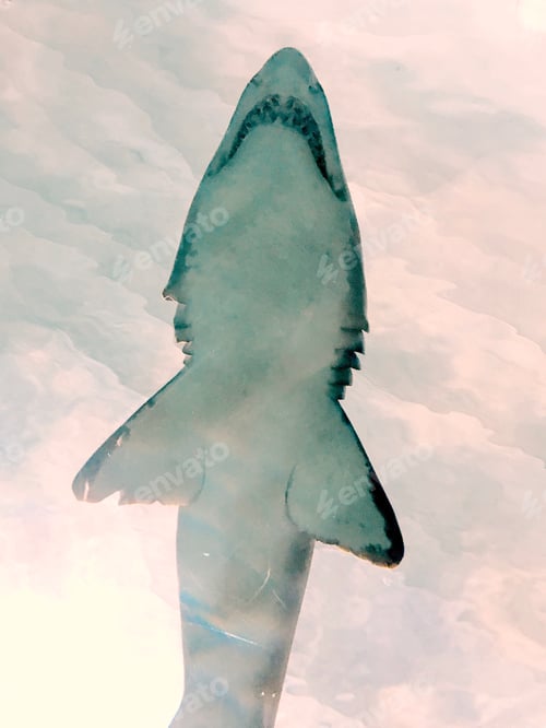 Preview: Shark in nature