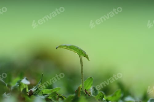 Preview: a leaf shoots