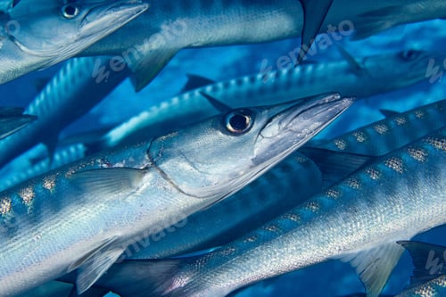 Preview: school of blackfin barracuda, underwater view