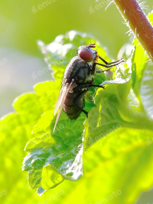 Preview: Sarcophagidae,nature background photo
