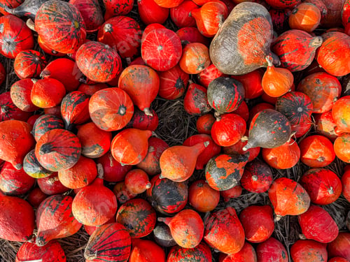 Preview: pumpkin varieties harvest different types and of pumpkin fresh food outdoor copy space food