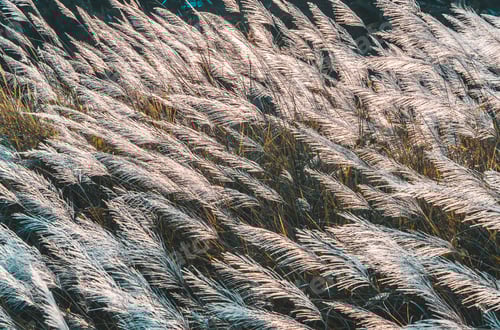 Preview: soft focus of grass and golden light at dusk