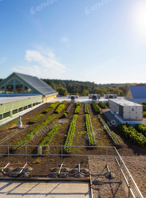 Preview: Vegetables growing on an organic farm, overhead view, of buildings and crops.